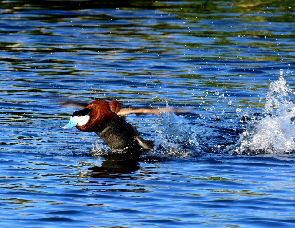 Ruddy duck at Seedskadee National Wildlife Refuge