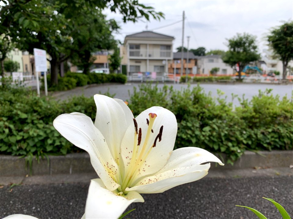 Saiwaicho in Higashikurume-shi