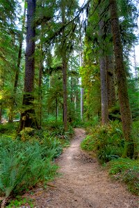 PNT-Olympic NF-Bogachiel River Rain Forest-9