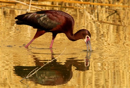 White-Faced Ibis Bear River Migratory Bird Refuge photo