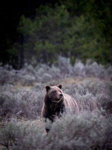grizzly bear #399 and cub of the year emerge from hibernation on May 16, 2023 - 6 photo