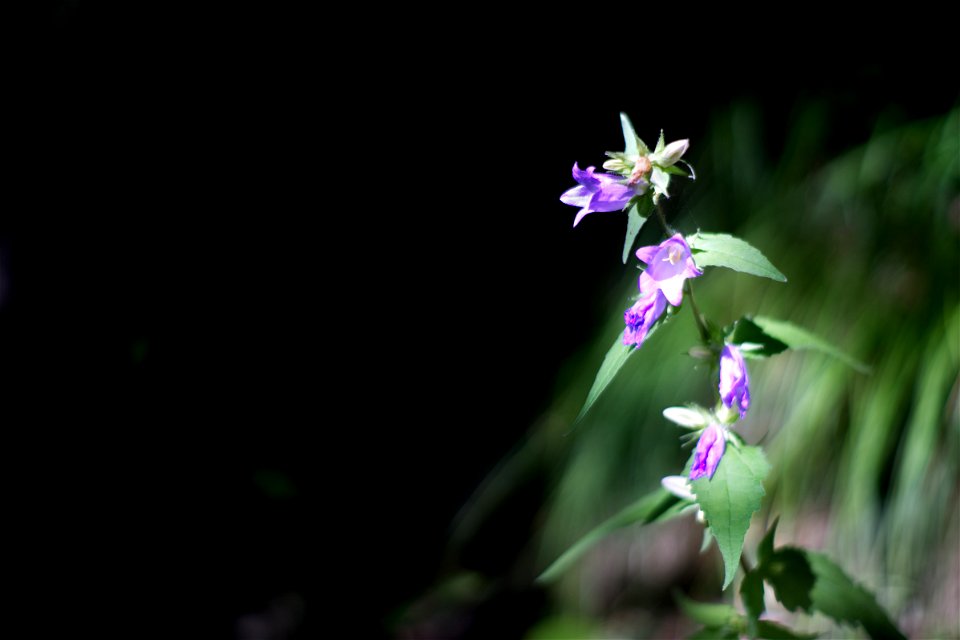 Along the path