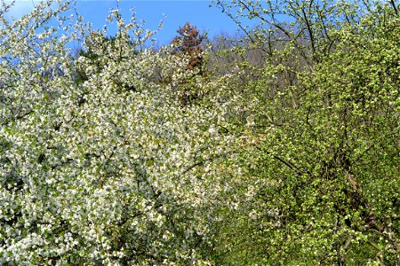 Spring ,April 2023