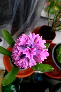 Hyacinth_zambile--2023_0226_133451 photo