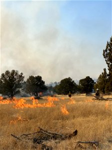 2022 BLM Fire Employee Photo Contest Category - Fuels Management photo