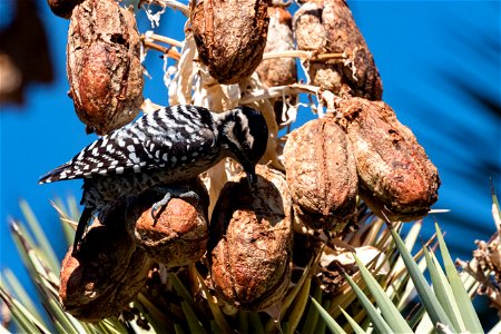 Ladder-backed Woodpecker (Dryobates scalaris)
