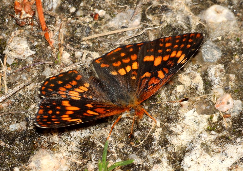 CHECKERSPOT, NORTHERN (Chlosyne palla) (07-07-2022) idaho county, id -02