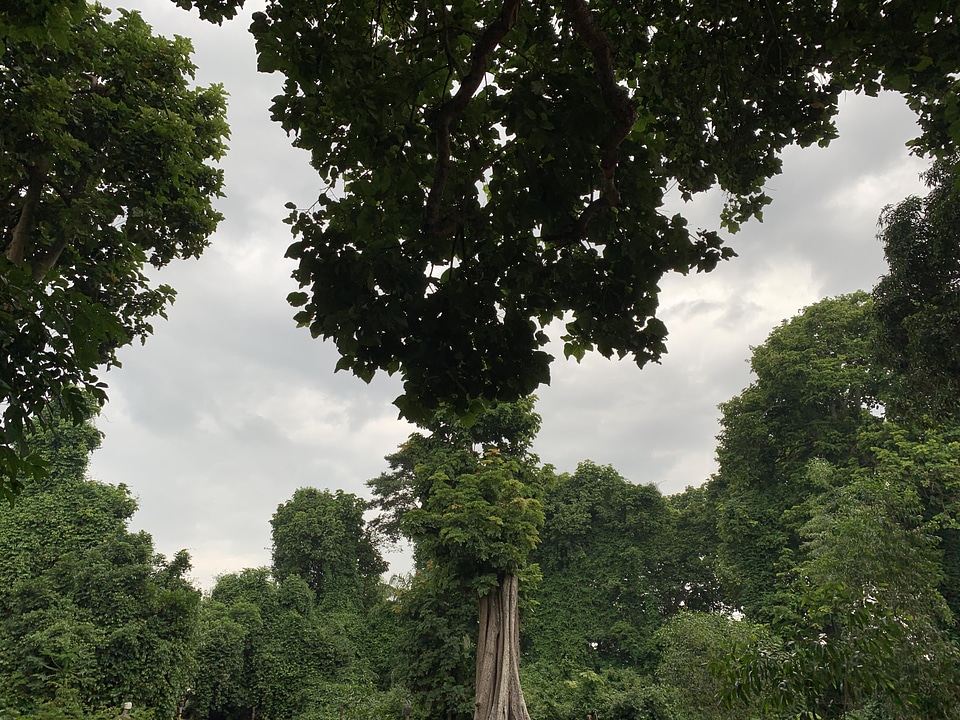 Landscape trees sacred forest