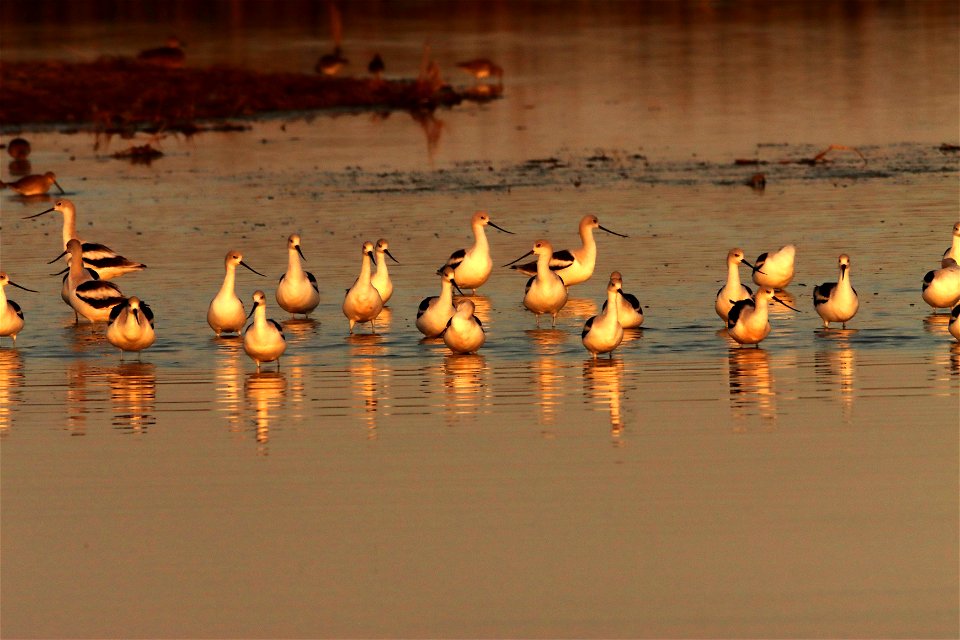 Fall Plumage American Avocets Huron Wetland Management District