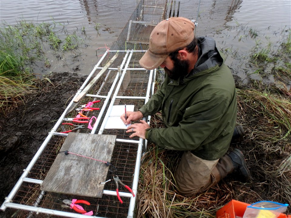 Duck banding operations, Kgun Lake