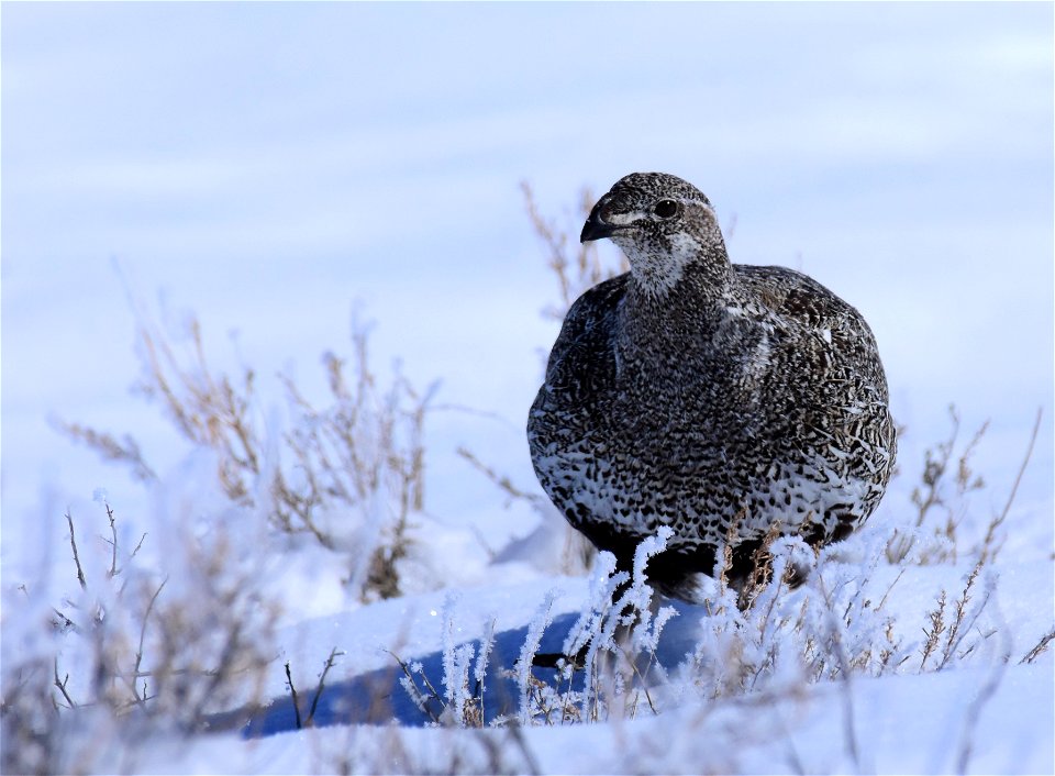 Greater sage-grouse on Seedskadee National Wildlife Refuge