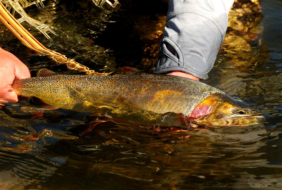 Cutthroat trout release photo