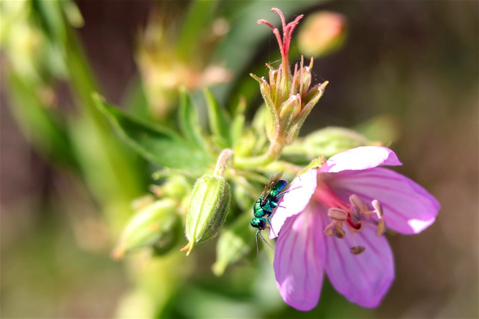 Teeny Tiny Pollinator on the National Elk Refuge