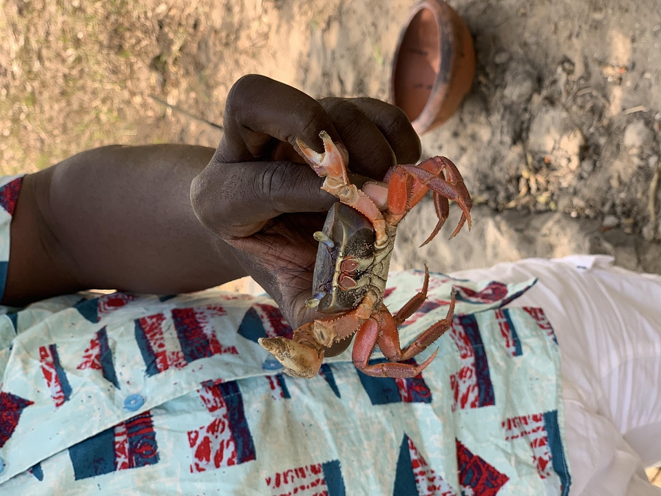 Crab crustacean shellfish