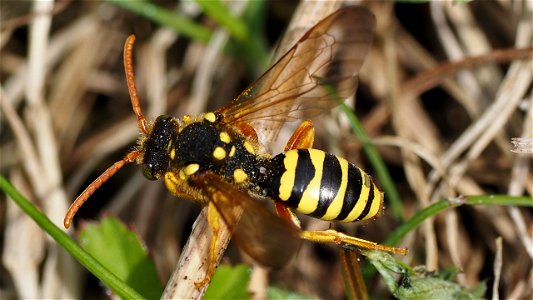 Nomada sp. (Wespenbiene) - Weibchen