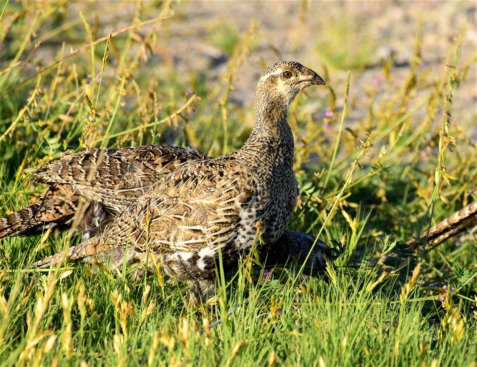 Greater sage-grouse at Seedskadee National Wildlife Refuge