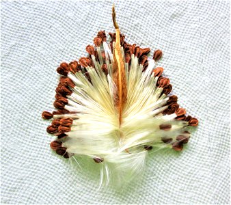 seeds of milkweed photo