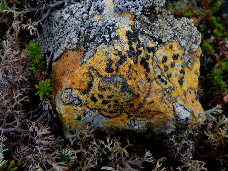 Crustose Lichen_7-13-10