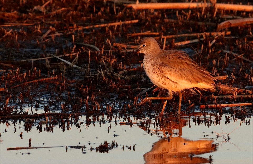 Willet Huron Wetland Management District South Dakota photo