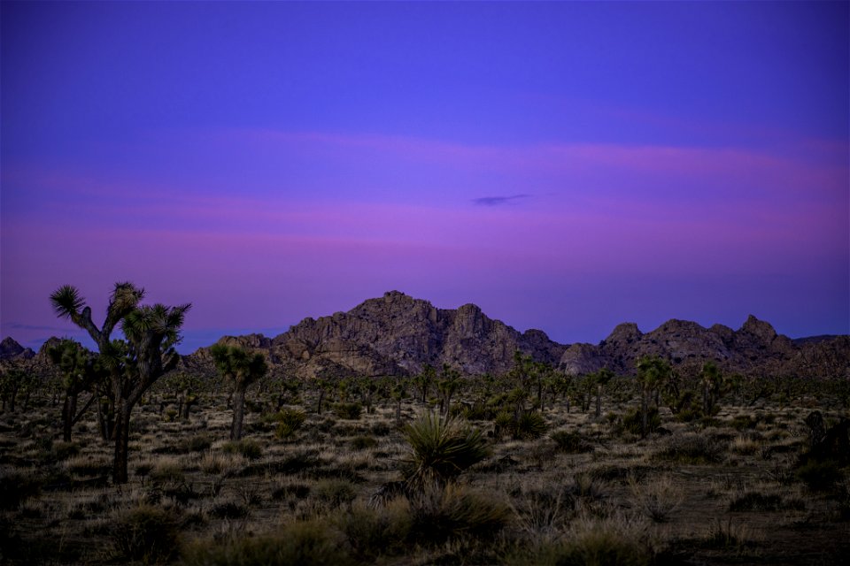 Joshua trees at sunset near Quail Springs