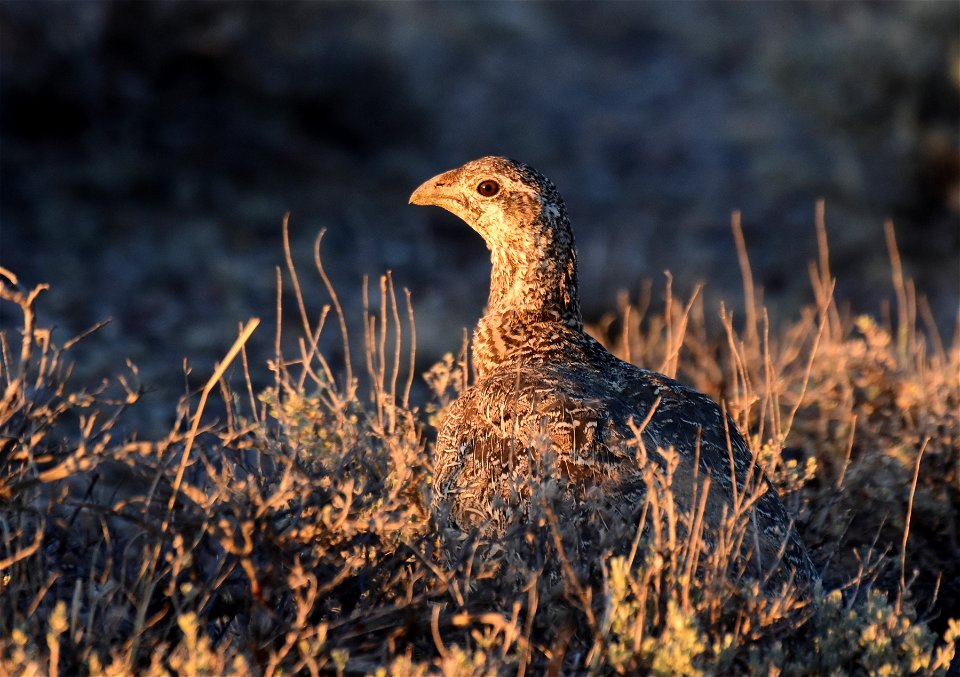 Greater sage-grouse at Seedskadee National Wildlife Refuge