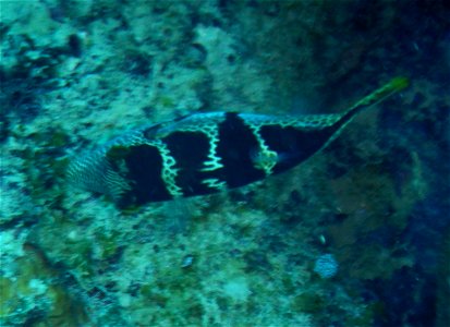 Canthigaster valentini 1
