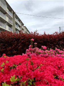 Shimosato in Higashikurume-shi