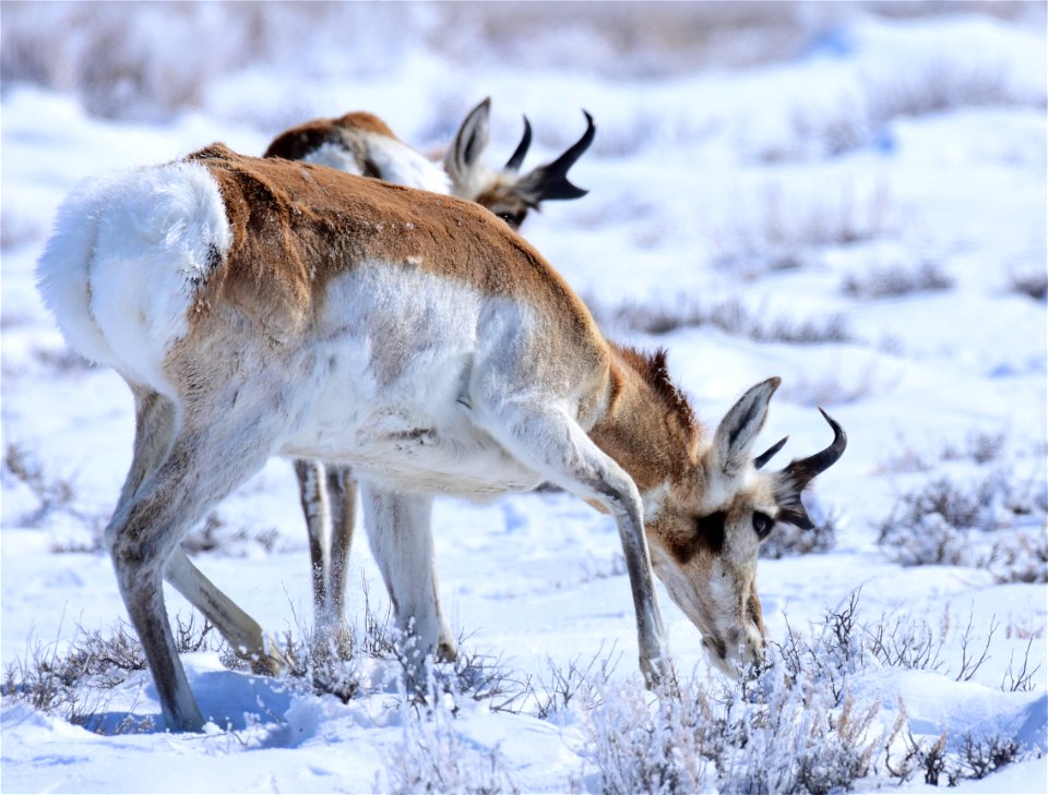 Pronghorn on Seedskadee National Wildlife Refuge