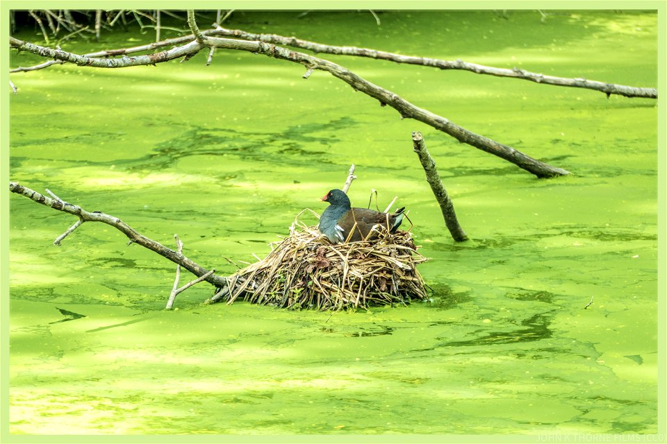 Birds nest soup.