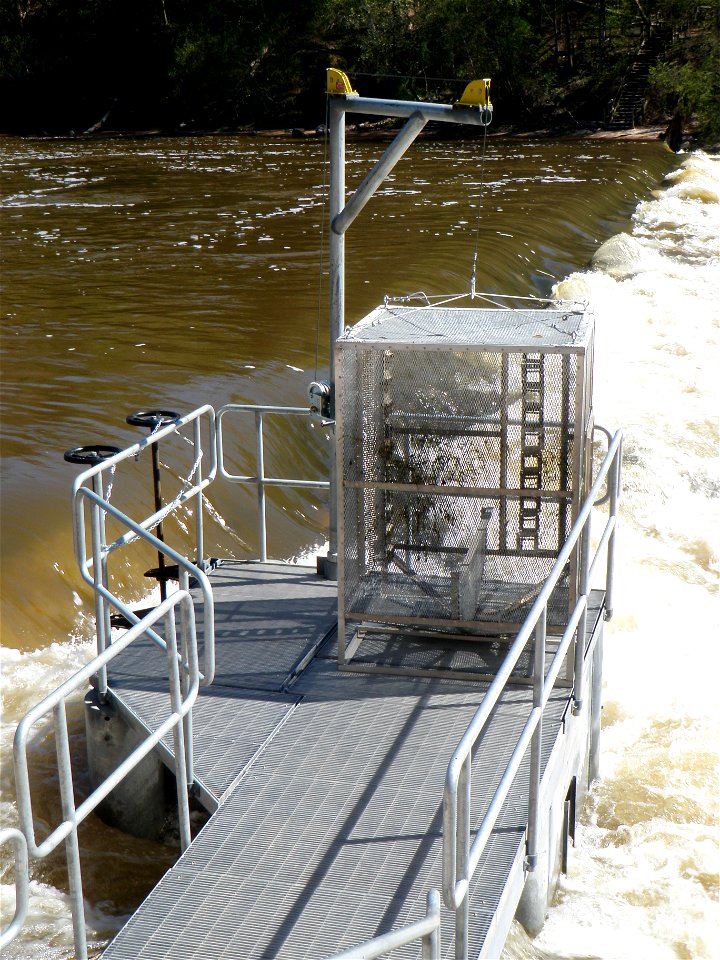 Big Manistee River Trap with Insert Raised in Michigan photo