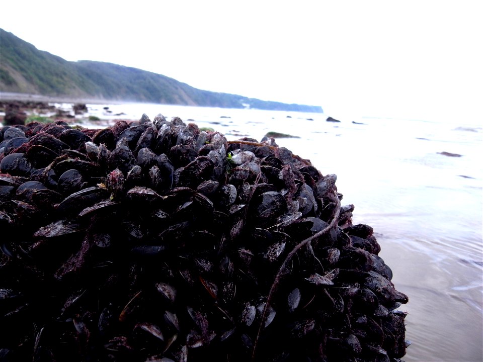 Muscles, Clovelly, Devon, UK