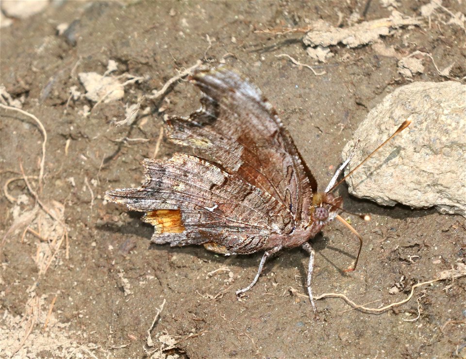 COMMA, HOARY (Polygonia gracilis) (6-21-2021) 5000 ft, bear basin meadow, smith river nat rec area, del norte co, ca -04