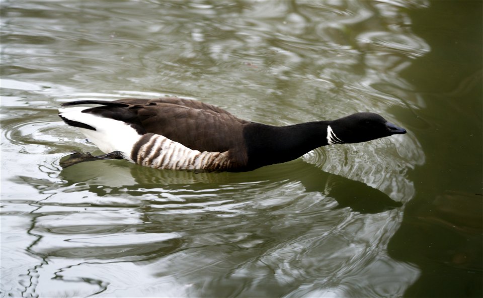 Among the ducks