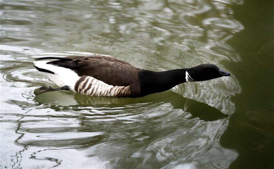 Among the ducks photo