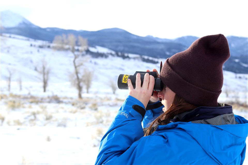 Wildlife Observation