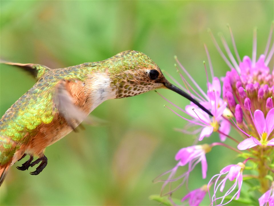 Rufous hummingbird at Seedskadee National Wildlife Refuge