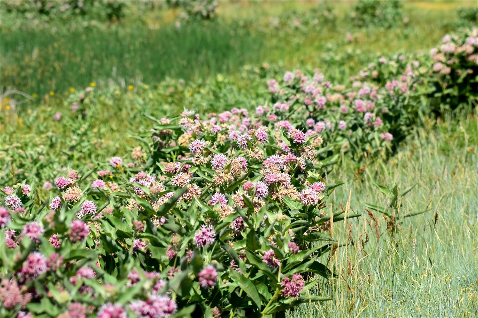 Asclepias speciosa at Seedskadee NWR