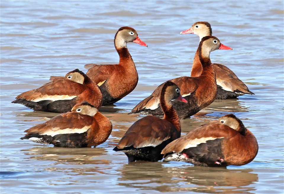 003 - BLACK-BELLIED WHISTLING-DUCK (01-25-2023) estero llano grande sp, hidalgo co, tx -01