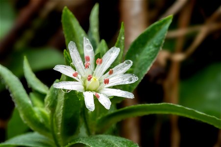 Star Chickweed After the Rain