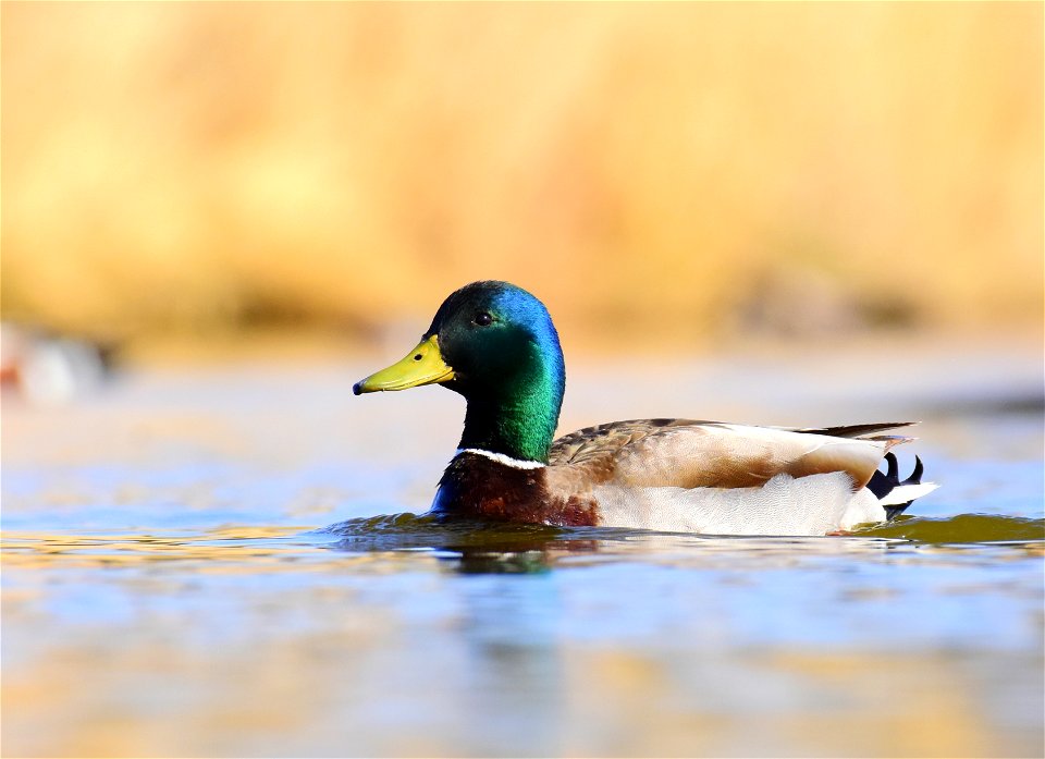 Mallard at Seedskadee National Wildlife Refuge