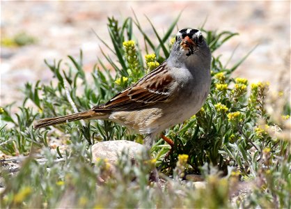 White-crowned sparrow at Seedskadee National Wildlife Refuge photo