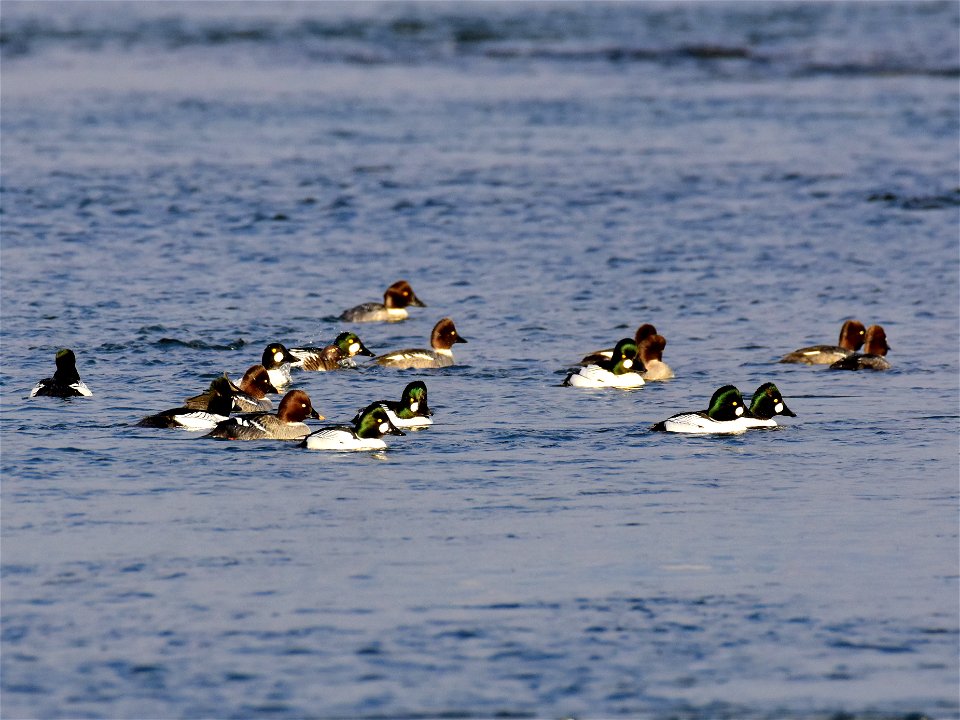 Common goldeneye at Seedskadee National Wildlife Refuge