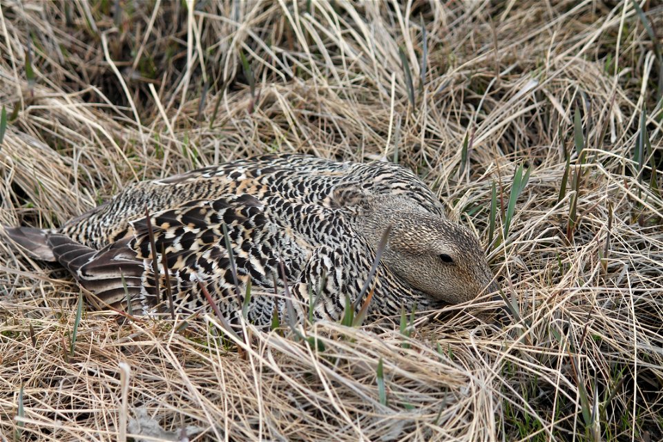 Common Eider Incubating