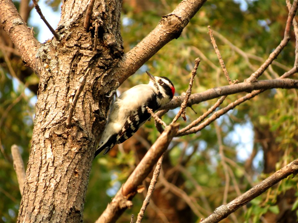 Male Downy Woodpecker, Huron Wetland Management District