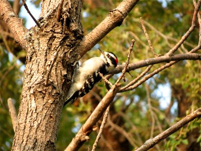 Male Downy Woodpecker, Huron Wetland Management District
