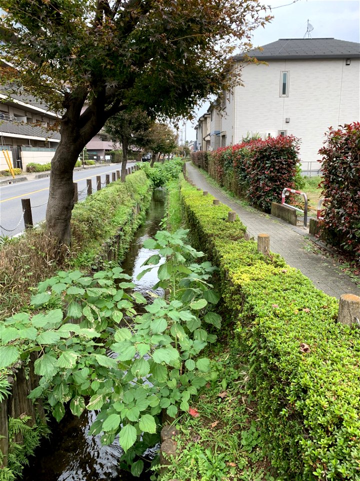 Koyama, Higashikurume-shi in November