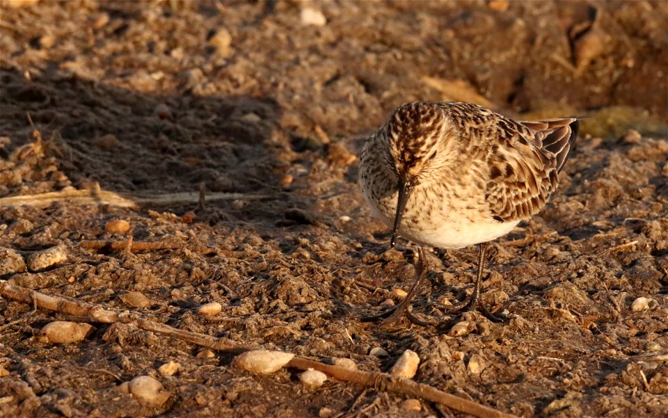 Baird's Sandpiper Huron Wetland Management District photo