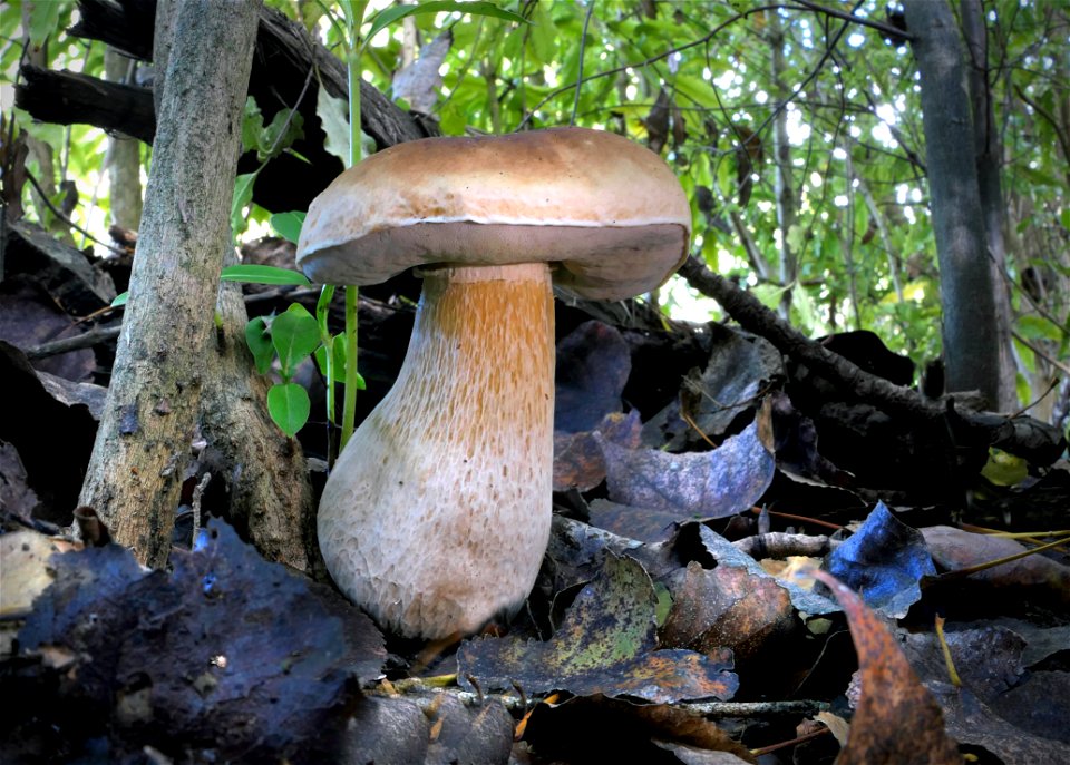 King Bolete (Boletus edulis)
