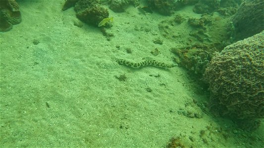 Tiger Snake Eel Backing in Tayrona National Park Diving Taganga Colombia