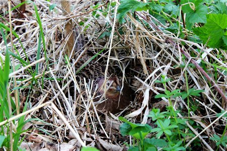 Ring-necked Pheasant on a nest photo